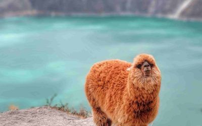 ¿Cómo llegar a la Laguna Quilotoa por tu Cuenta? Aventura en la Laguna Volcánica